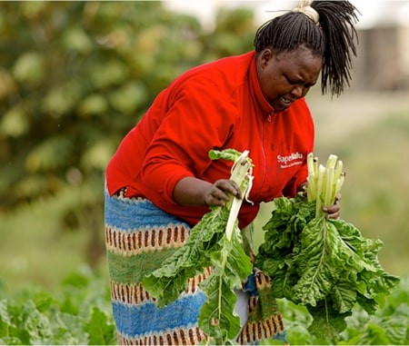 Lady farmer harvesting spinach on the farm